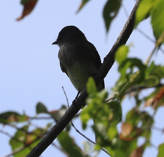 Mosquero Fibí - ML638770836