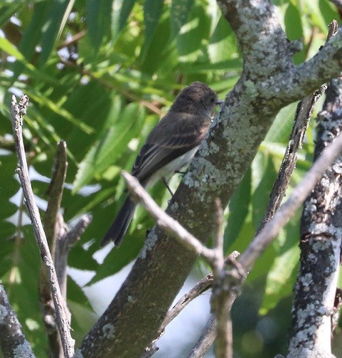 Mosquero Fibí - ML638770837