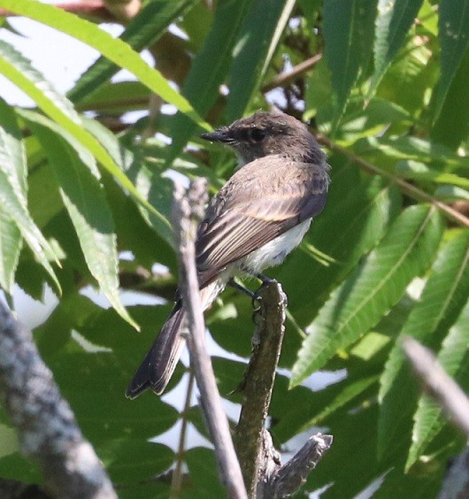 Mosquero Fibí - ML638770838