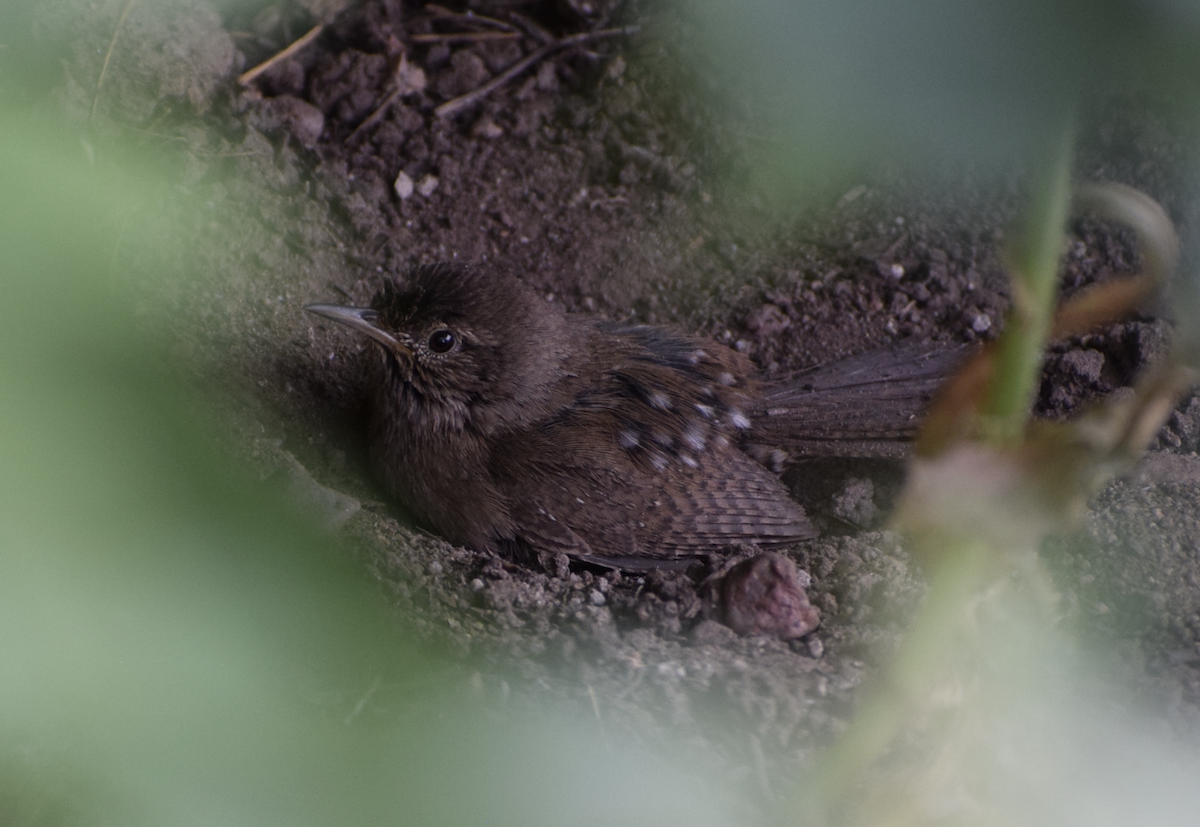 Northern House Wren (Northern) - ML638770851
