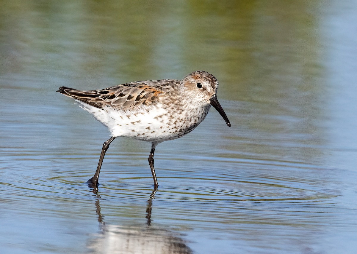 Western Sandpiper - ML638770865