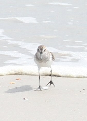 Semipalmated Sandpiper - ML638770870