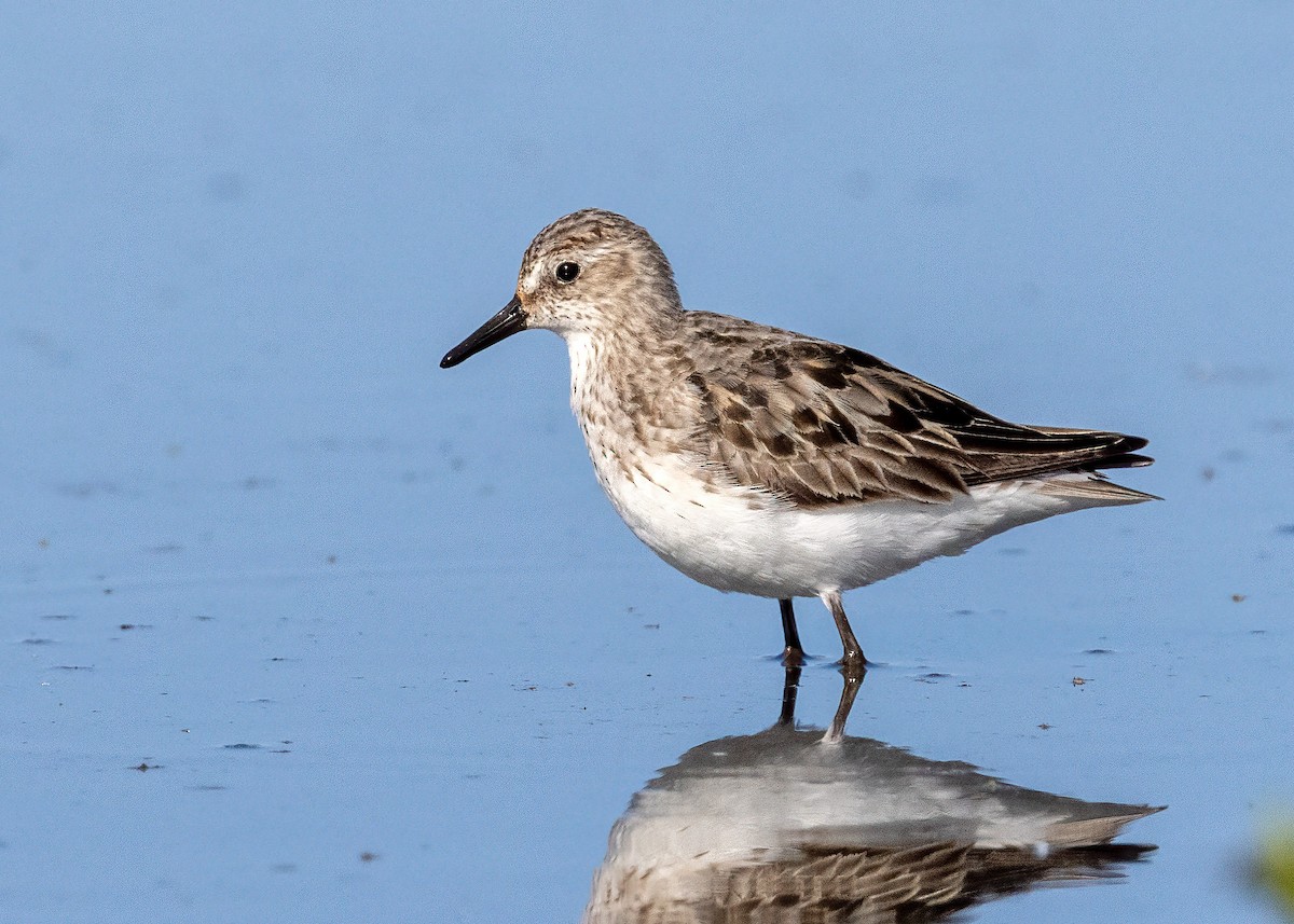 Semipalmated Sandpiper - ML638770893
