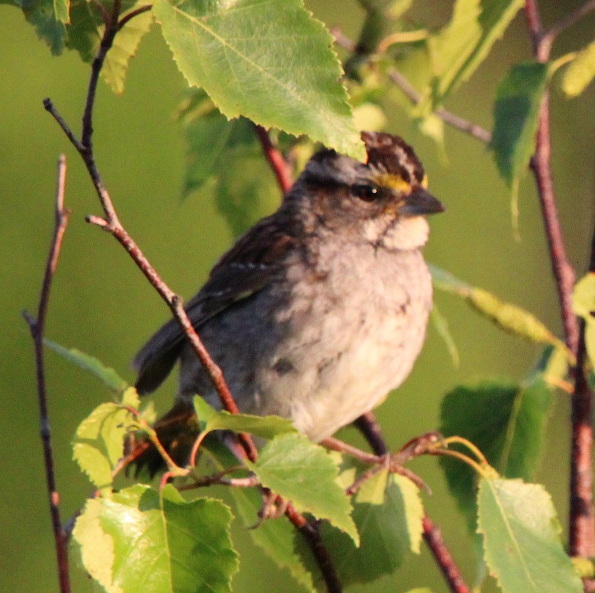 Song Sparrow - ML638770900