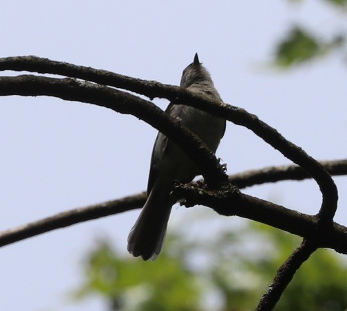 Tufted Titmouse - ML638770915