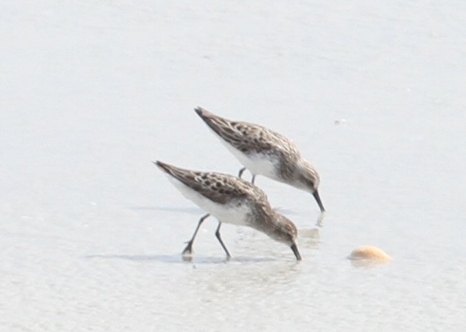 Semipalmated Sandpiper - ML638770925