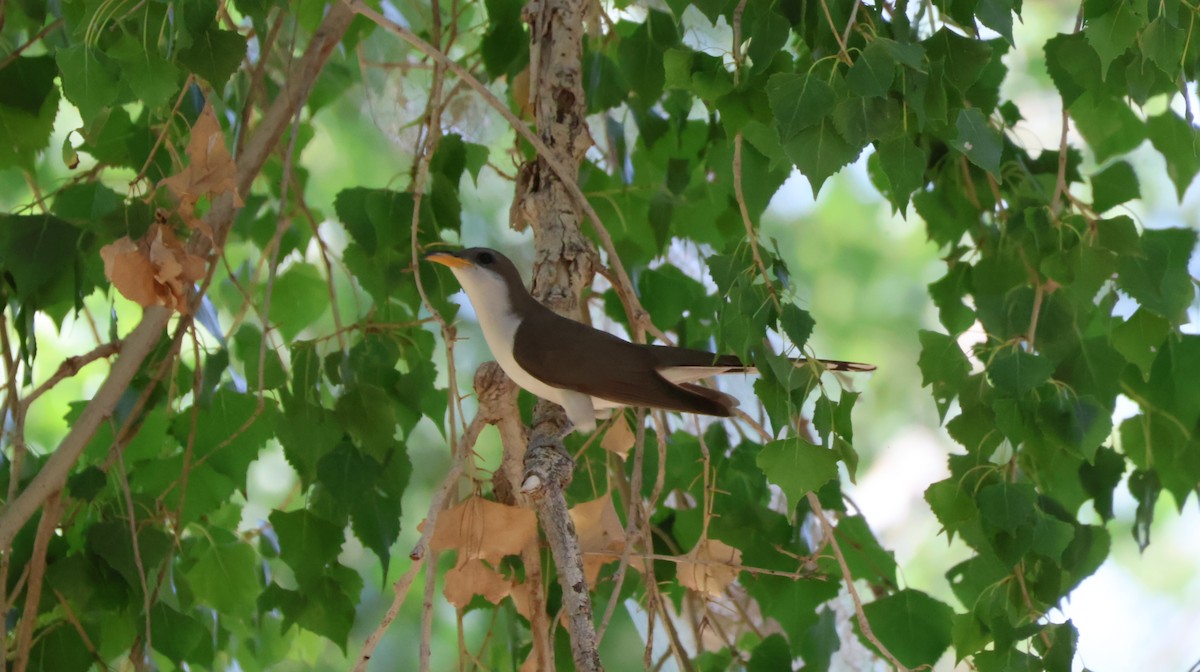 Yellow-billed Cuckoo - ML638770928