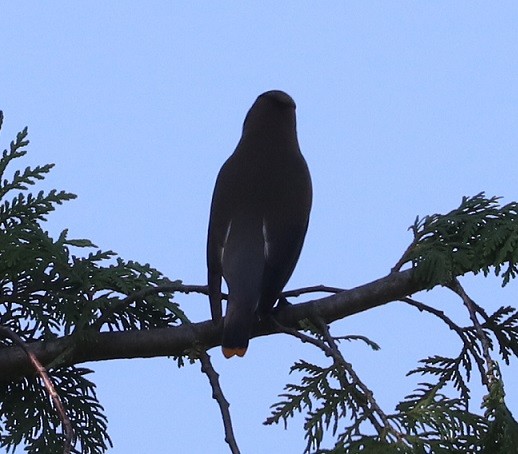 Cedar Waxwing - ML638770930
