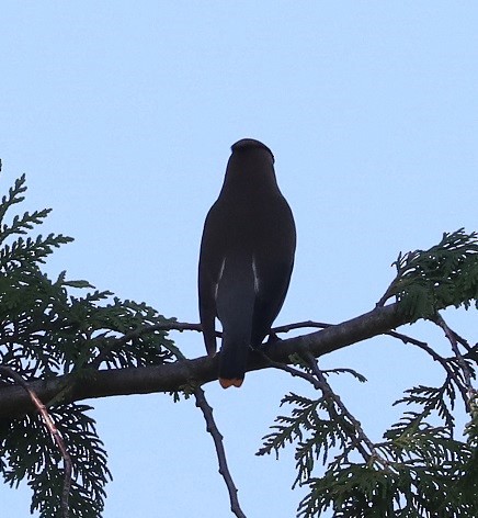 Cedar Waxwing - ML638770931