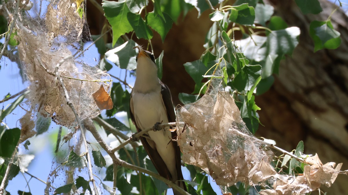 Yellow-billed Cuckoo - ML638770942