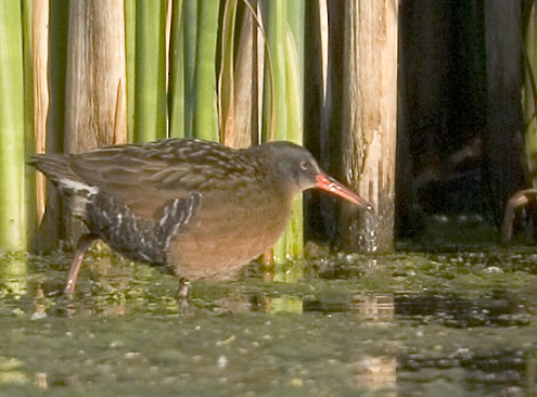 Virginia Rail - ML638770944