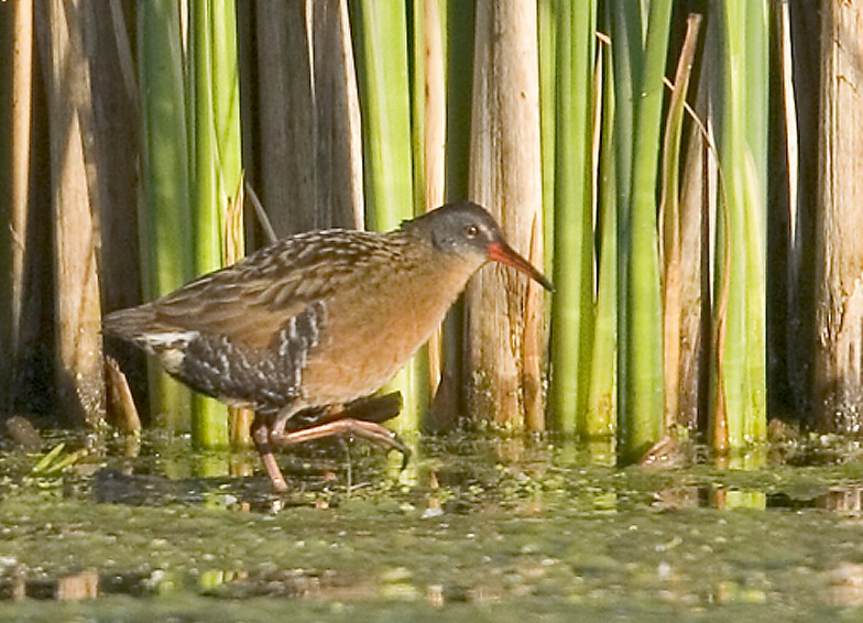 Virginia Rail - ML638770945
