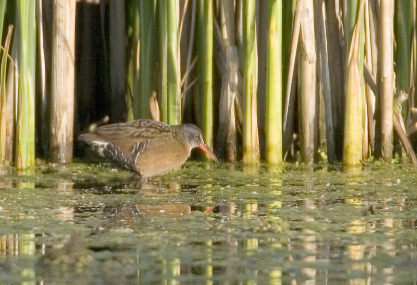 Virginia Rail - ML638770946