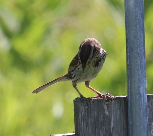 Song Sparrow - ML638770950