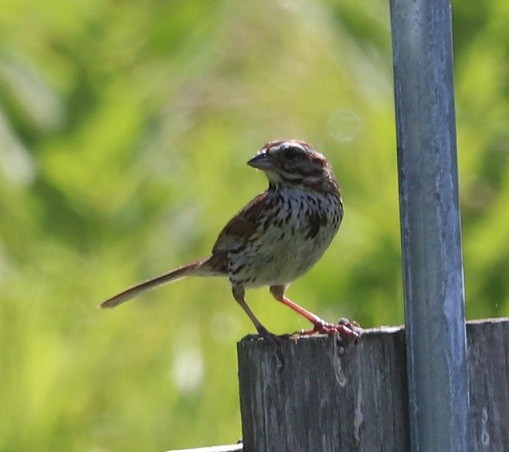 Song Sparrow - ML638770951
