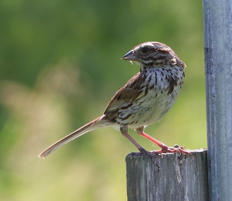 Song Sparrow - ML638770952