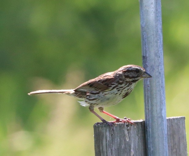 Song Sparrow - ML638770953