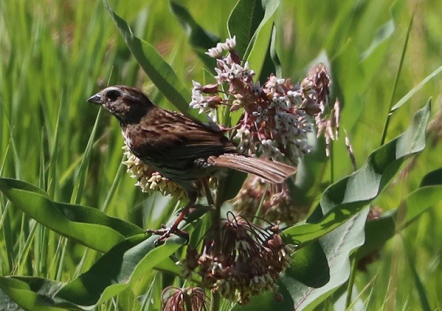 Song Sparrow - ML638770954