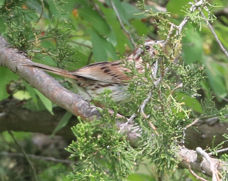 Song Sparrow - ML638770955