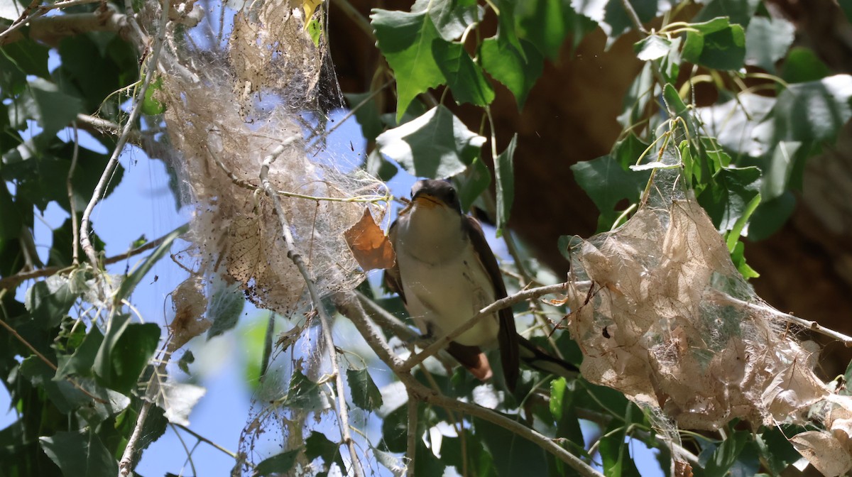 Yellow-billed Cuckoo - ML638770961