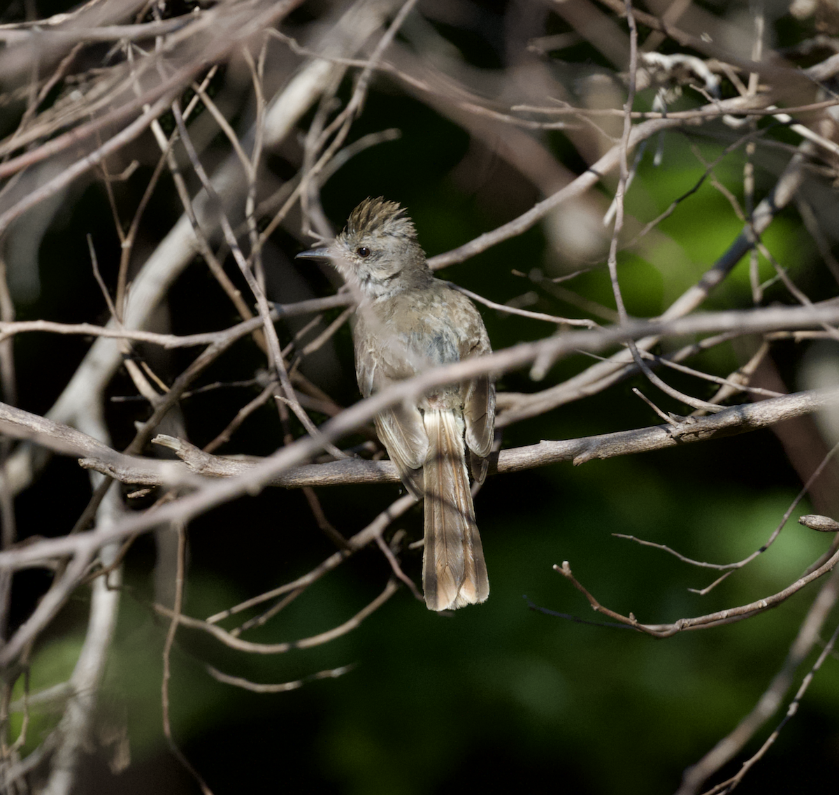 Nutting's Flycatcher - ML638770964