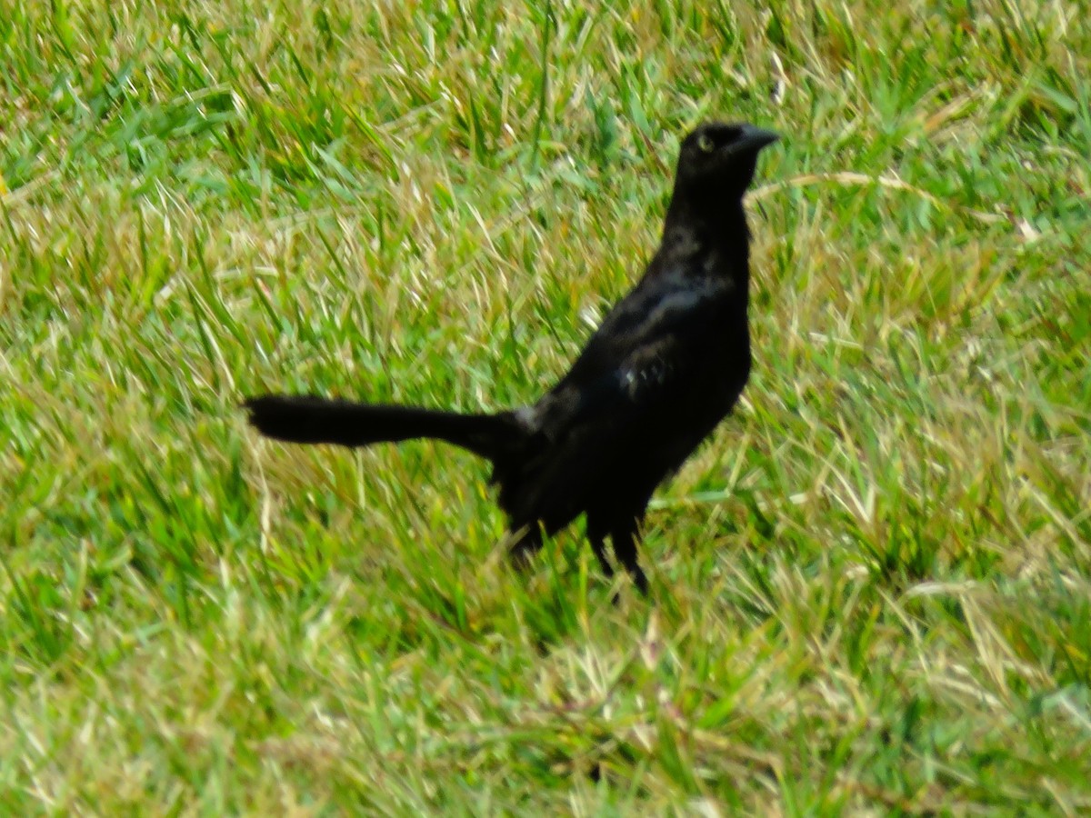 Greater Antillean Grackle - ML638770965