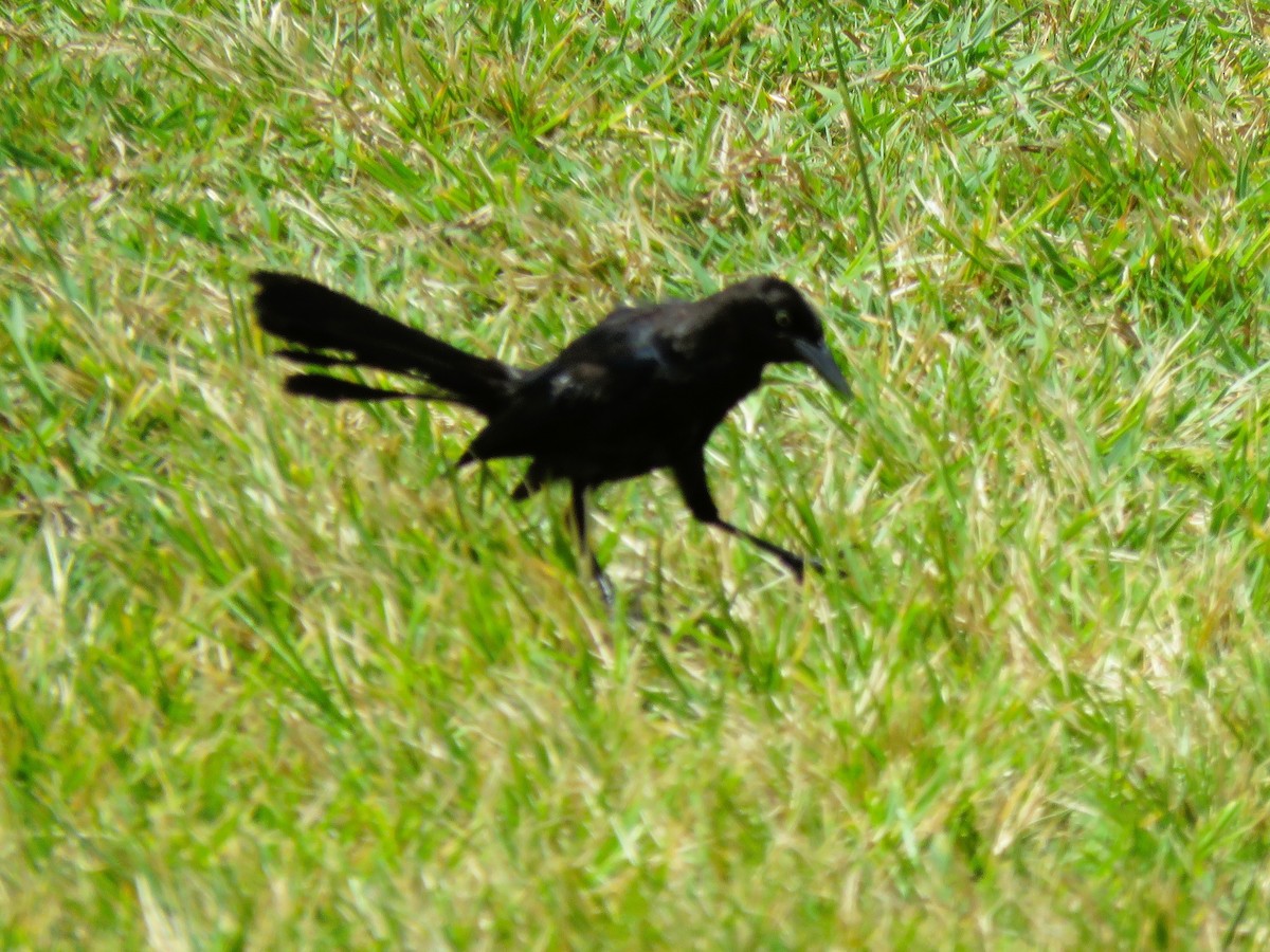 Greater Antillean Grackle - ML638770966