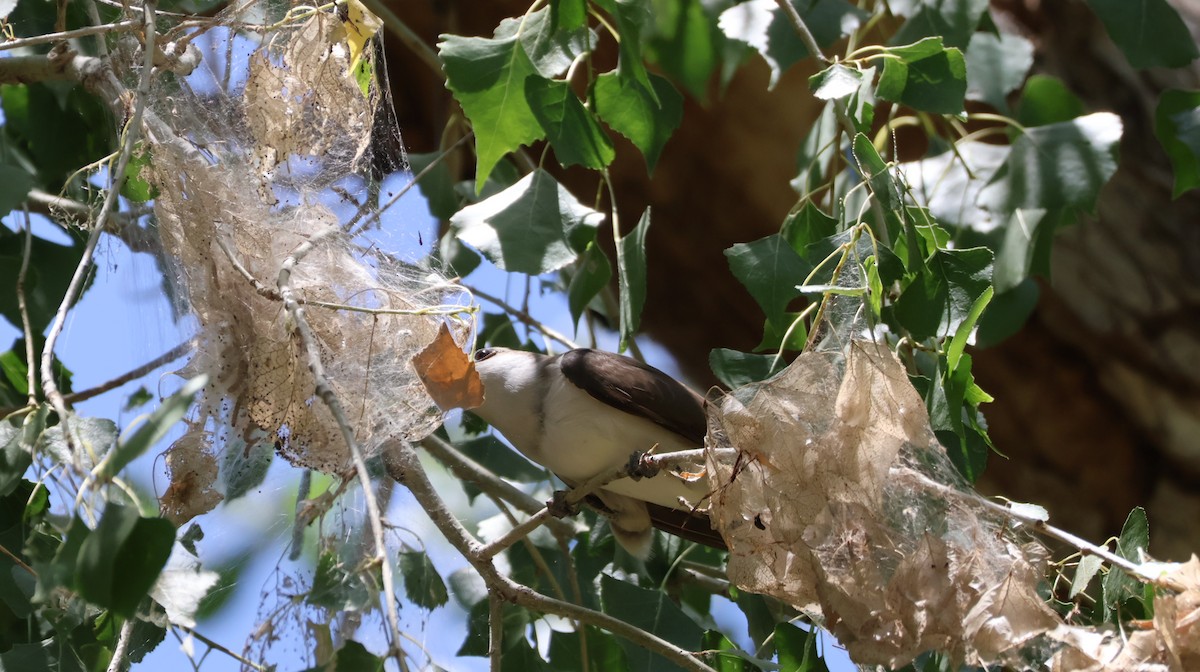 Yellow-billed Cuckoo - ML638770988