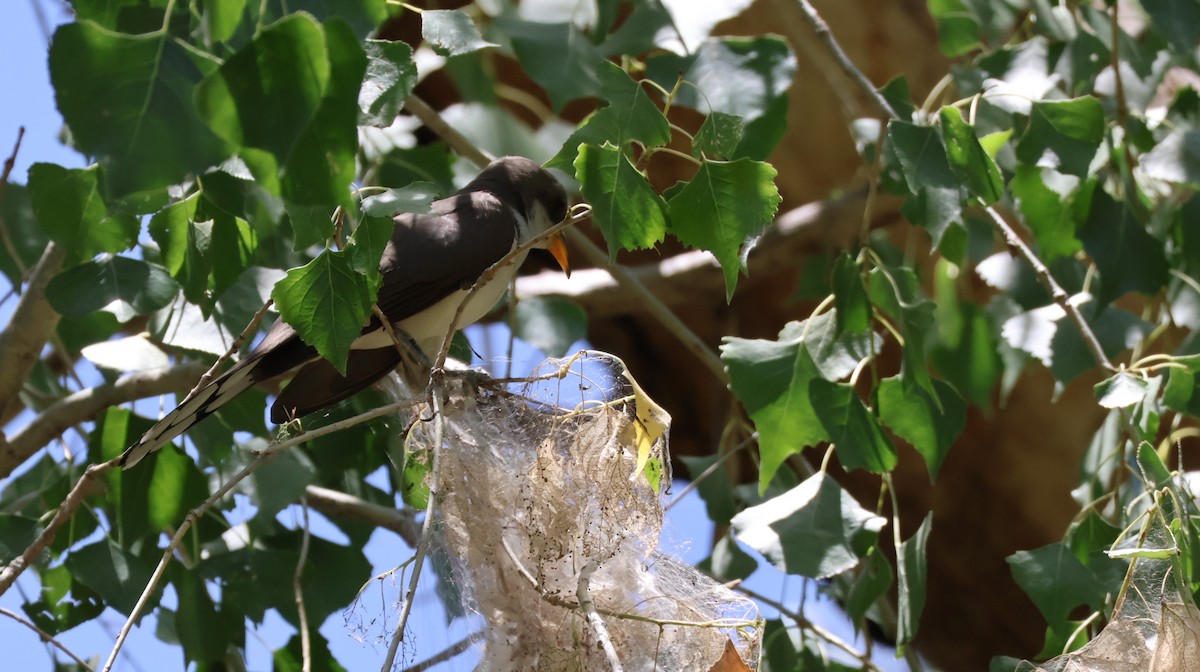 Yellow-billed Cuckoo - ML638771014