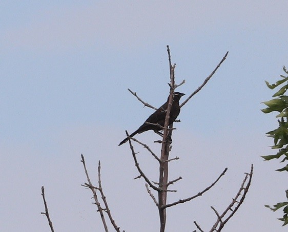 Common Grackle - ML638771016