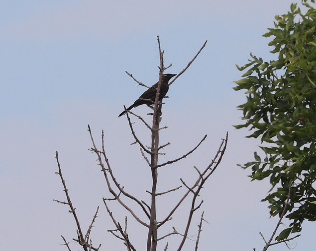 Common Grackle - ML638771017
