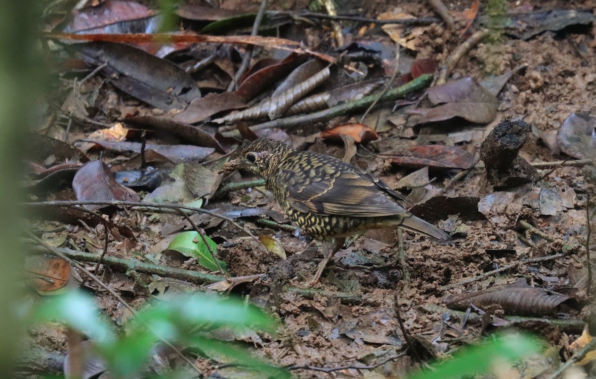 Sri Lanka Thrush - ML638771042