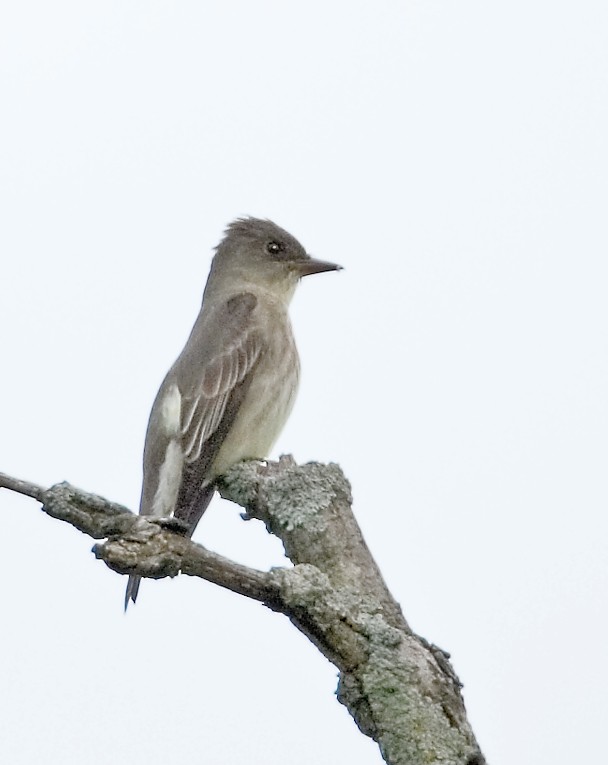Olive-sided Flycatcher - ML638771090