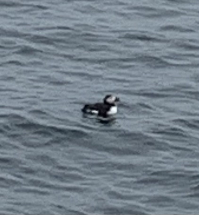 Atlantic Puffin - ML638771101