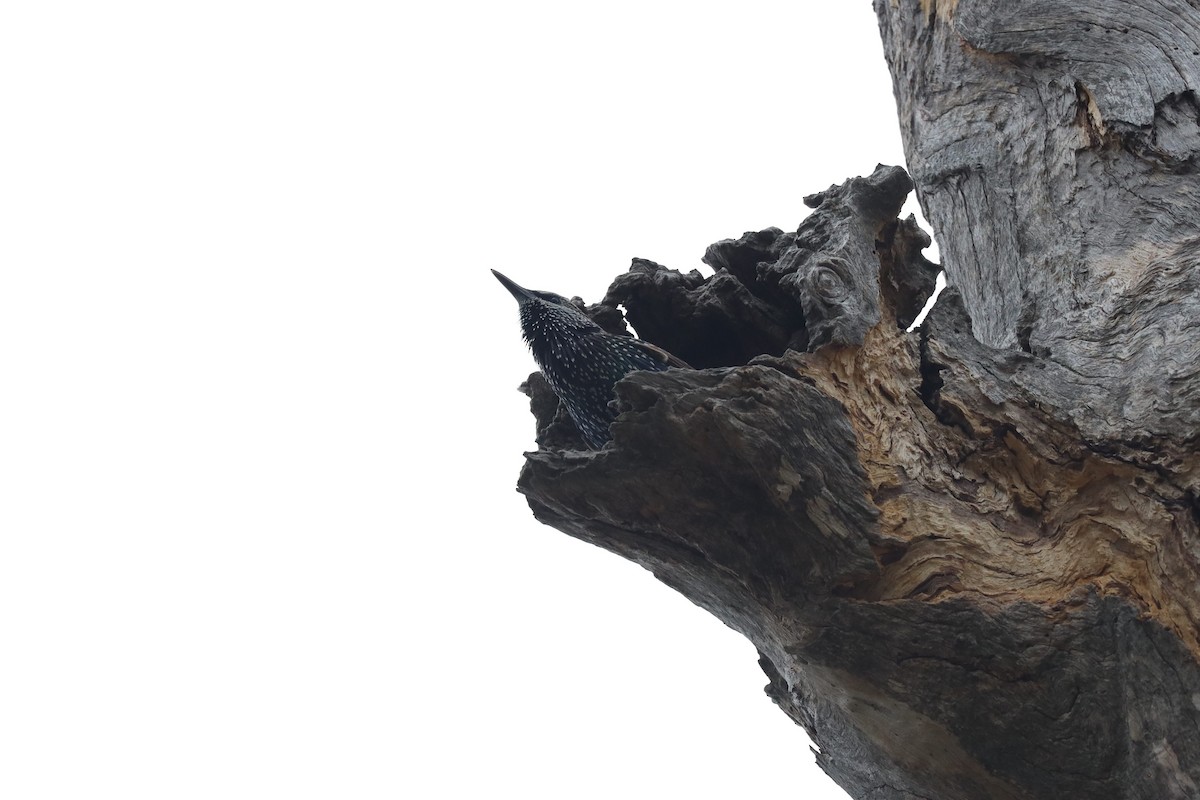 European Starling - ML638771179