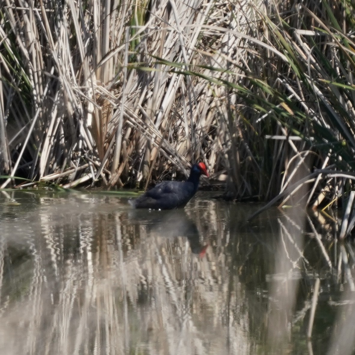 Western Swamphen - ML638771181