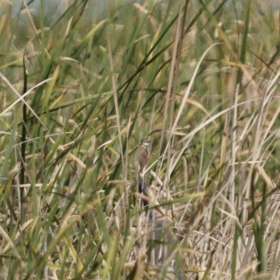 Great Reed Warbler - ML638771184