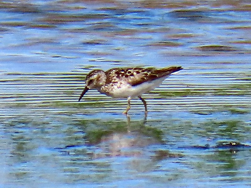 Least Sandpiper - ML638771189