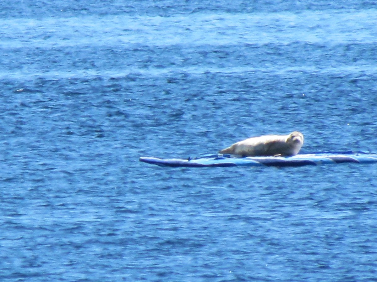 common seals - ML638771264