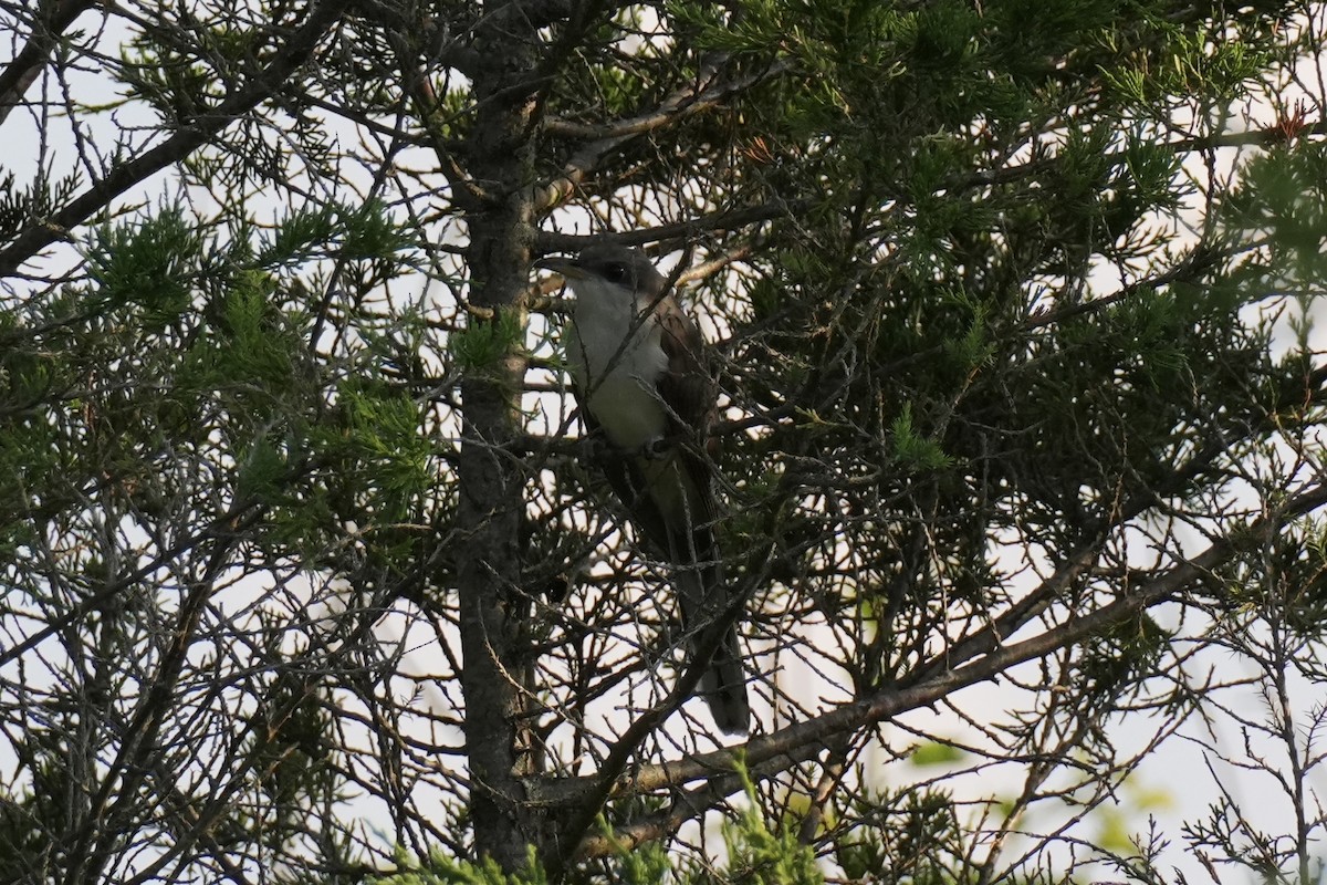Yellow-billed Cuckoo - ML638771283