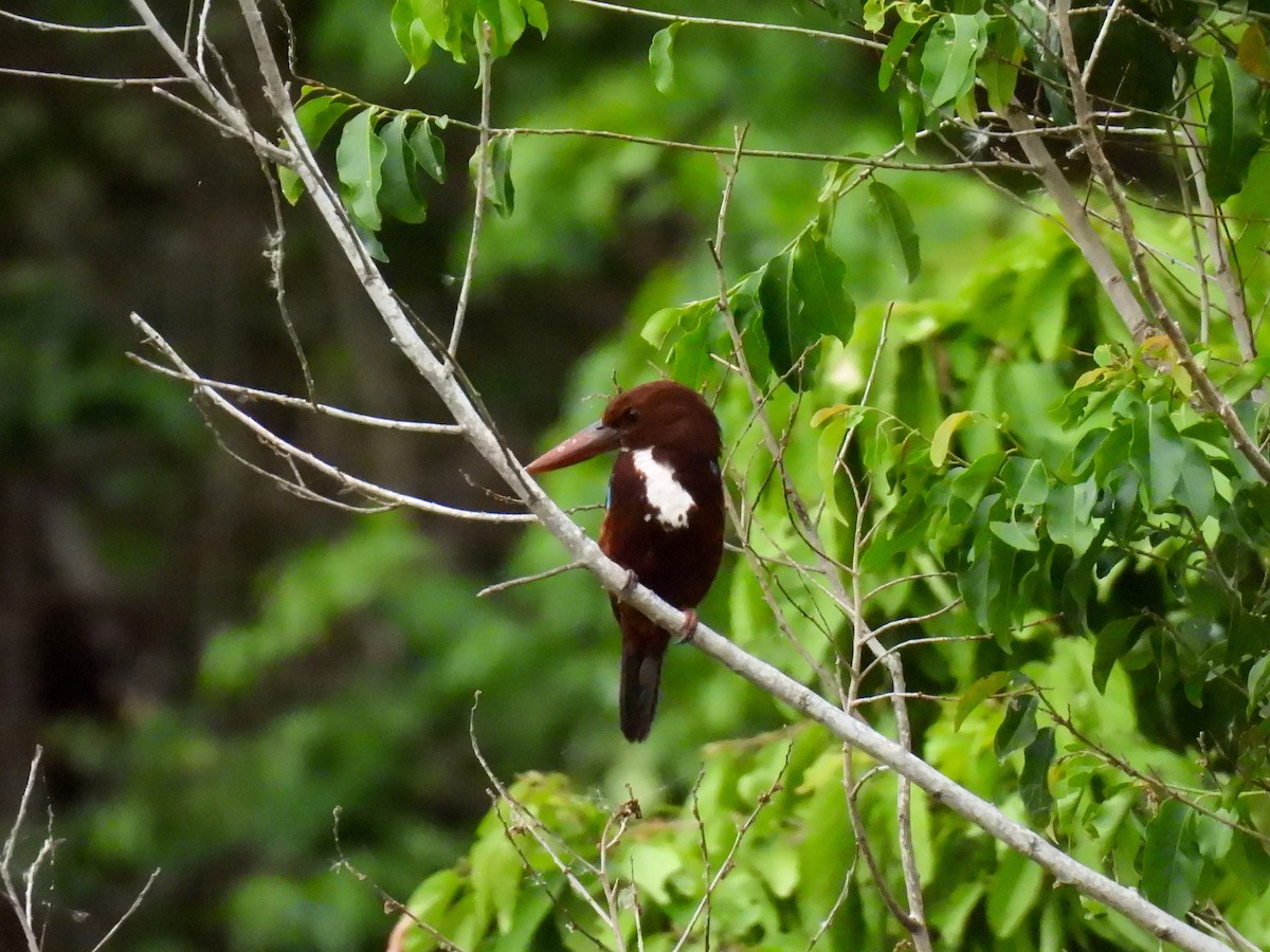 White-throated Kingfisher - ML638771309