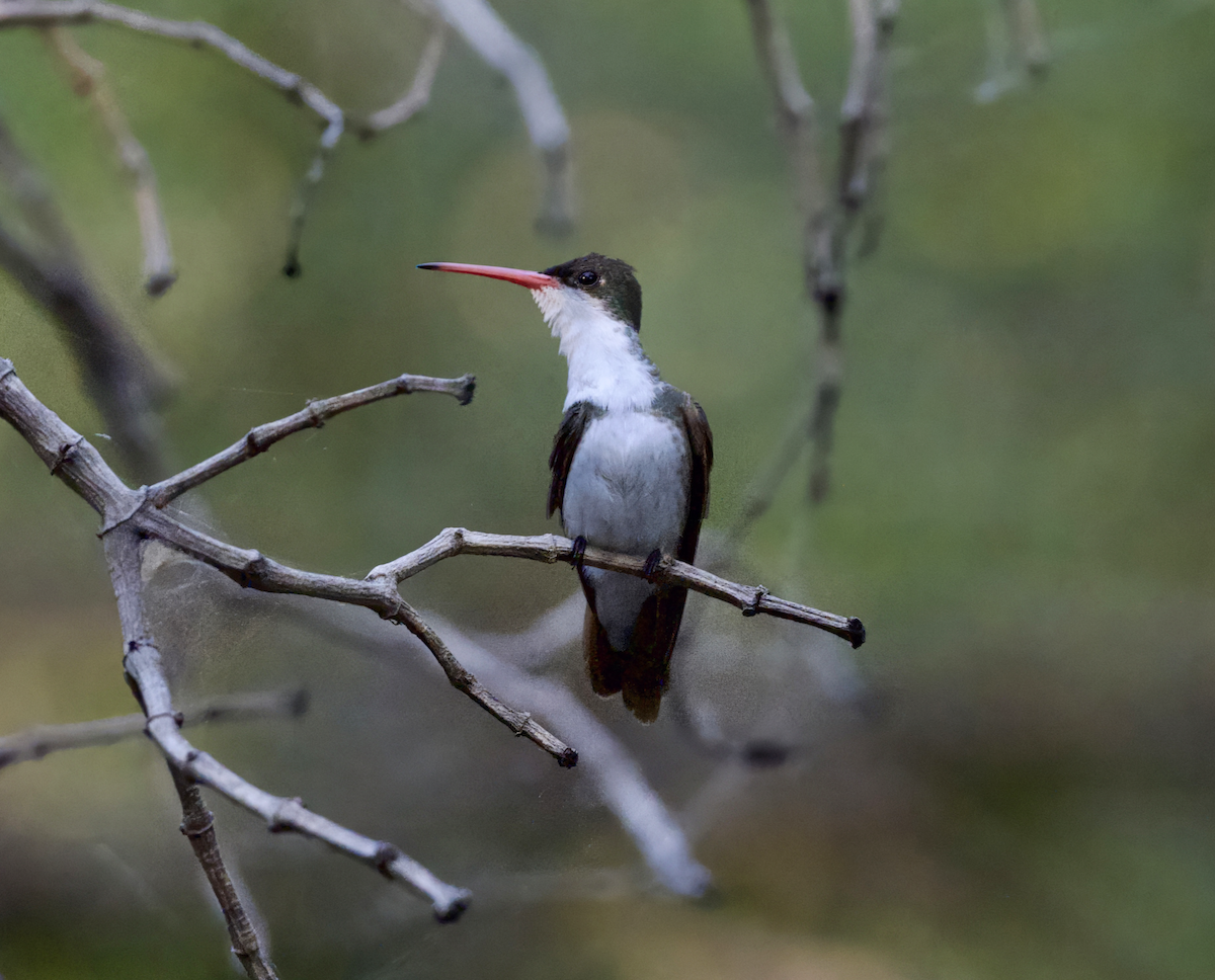 Green-fronted Hummingbird - ML638771315