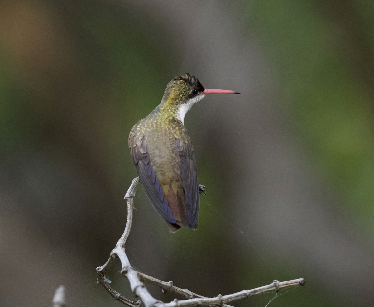 Green-fronted Hummingbird - ML638771316