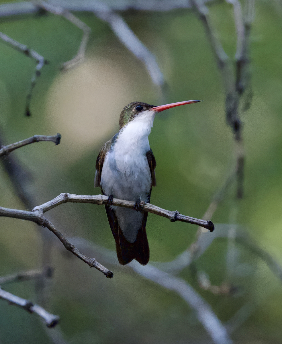 Green-fronted Hummingbird - ML638771317