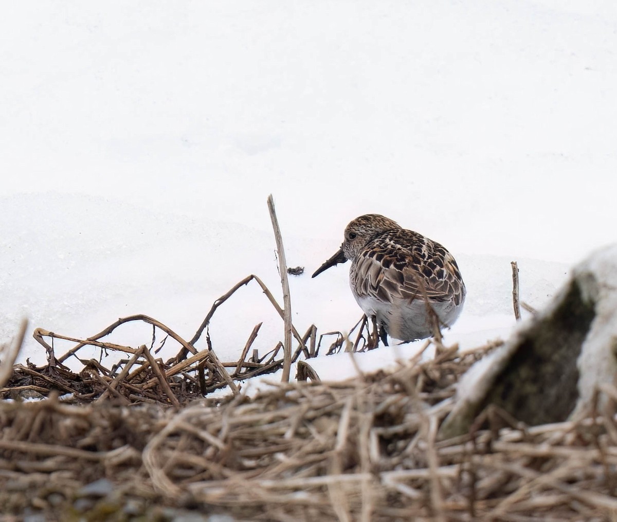 Western Sandpiper - ML638771323