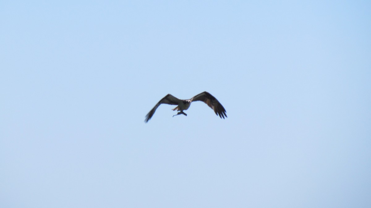 orlovec říční - ML638771353