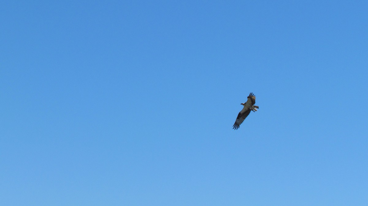 orlovec říční - ML638771354