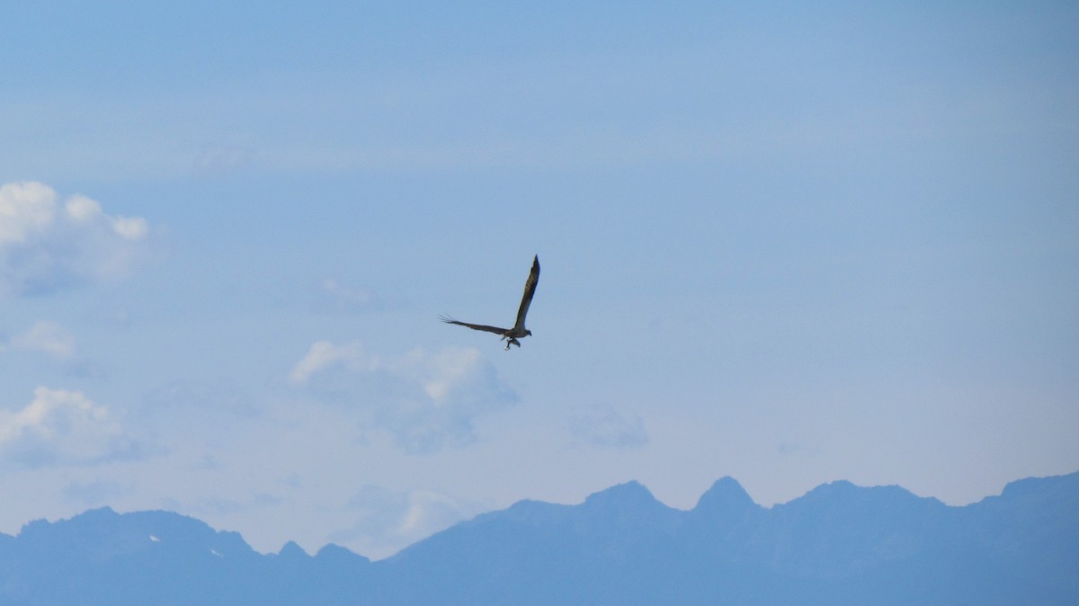 orlovec říční - ML638771355