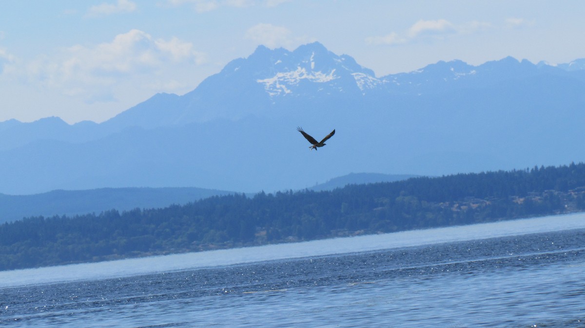 orlovec říční - ML638771356