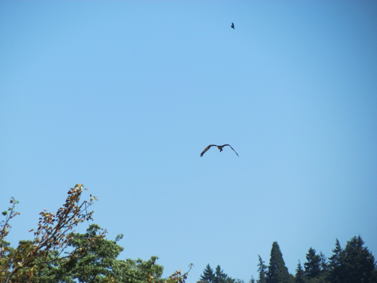 orlovec říční - ML638771357